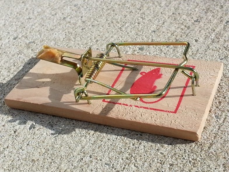 Best Mouse Trap Reviews. Know More How To Catch A Mouse Easily